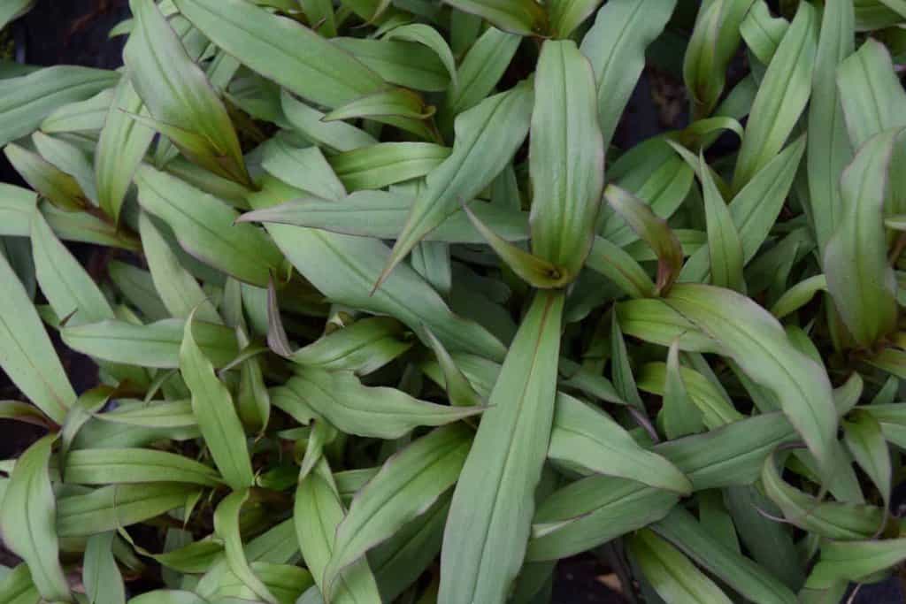 Tricyrtis 'Empress' ---